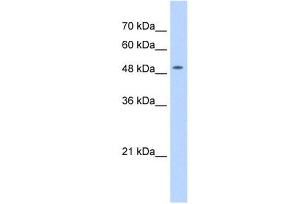 NARG1L Antikörper  (Middle Region)