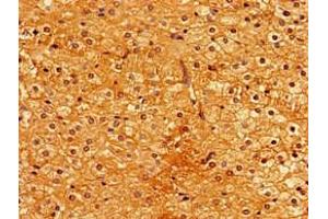Immunohistochemistry of paraffin-embedded human adrenal gland tissue using ABIN7163206 at dilution of 1:100 (PIGA Antikörper  (AA 443-484))