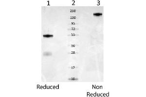 Western Blot of Rabbit anti-Mouse Serum Albumin Cat. (Albumin Antikörper)