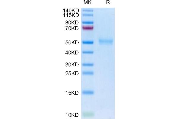 TGFBR1 Protein (AA 34-125) (mFc-Avi Tag,Biotin)