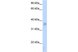 Western Blotting (WB) image for anti-Nephroblastoma Overexpressed (NOV) antibody (ABIN2462723) (NOV Antikörper)