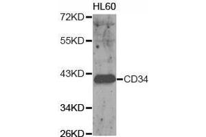 Western Blotting (WB) image for anti-CD34 (CD34) antibody (ABIN1871618) (CD34 Antikörper)