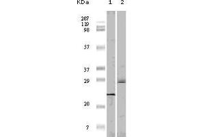 Western blot analysis using 4E-BP1 mouse mAb against truncated 4E-BP1 recombinant protein（1）and A431 cell lysate (2). (eIF4EBP1 Antikörper)