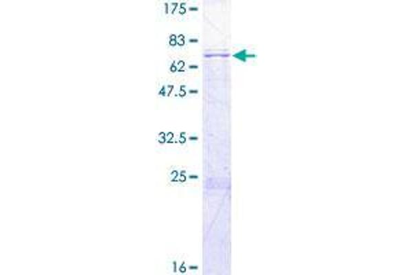 TFB2M Protein (AA 1-396) (GST tag)