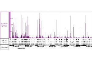 YY1 antibody (pAb) tested by Immunoprecipitation. (YY1 Antikörper)