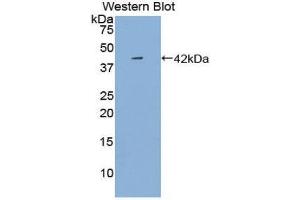 Western Blotting (WB) image for anti-Platelet Factor 4 (PF4) (AA 17-104) antibody (ABIN1861027) (PF4 Antikörper  (AA 17-104))