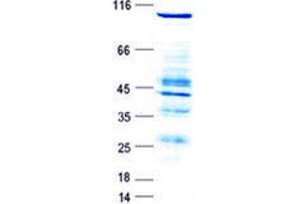 RASGRP3 Protein (GST tag,His tag)