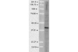 Western Blot analysis of Human Cell lysates showing detection of Aha1 protein using Rat Anti-Aha1 Monoclonal Antibody, Clone 25F2. (AHSA1 Antikörper  (Atto 390))