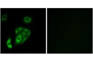 Immunofluorescence (IF) image for anti-Contactin 5 (CNTN5) (AA 891-940) antibody (ABIN2890238) (Contactin 5 Antikörper  (AA 891-940))