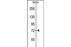 Western blot analysis in WiDr cell line lysates (35ug/lane). (WEE1 Antikörper  (AA 202-230))