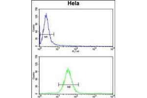 Flow cytometry analysis of Hela cells (bottom histogram) compared to a negative control cell (top histogram). (MARC2 Antikörper  (C-Term))