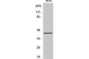 Western Blot analysis of various cells using HNK-1ST Polyclonal Antibody. (CHST10 Antikörper  (AA 160-240))