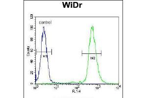 Flow cytometric analysis of WiDr cells (right histogram) compared to a negative control cell (left histogram). (RPS6 Antikörper  (Ser240, Ser244))