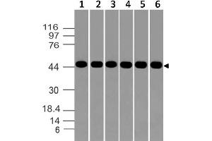 Image no. 1 for anti-Aurora Kinase A (AURKA) (AA 55-250) antibody (ABIN5027048) (Aurora A Antikörper  (AA 55-250))