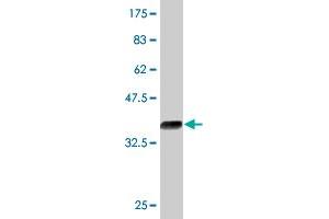 Western Blot detection against Immunogen (35. (KLF12 Antikörper  (AA 1-90))