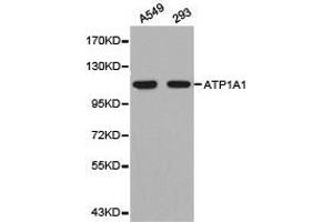 Western Blotting (WB) image for anti-Sodium Potassium ATPase, alpha1 (ATP1A1) antibody (ABIN1871152) (ATP1A1 Antikörper)