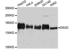 Western blot analysis of extracts of various cell lines, using DSG2 antibody (ABIN5996343) at 1/1000 dilution. (Desmoglein 2 Antikörper)