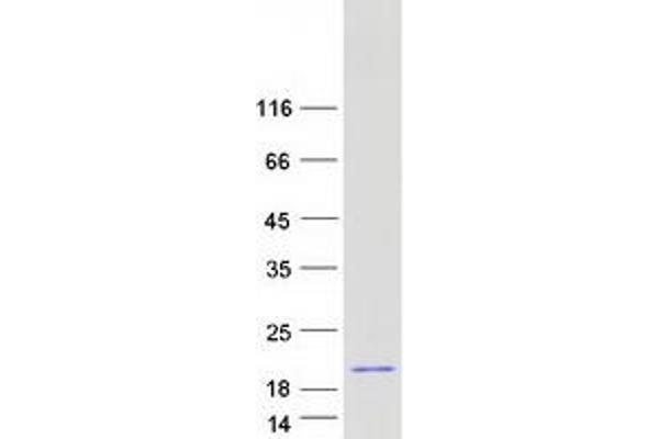 Hemoglobin, epsilon 1 (HBe1) protein (Myc-DYKDDDDK Tag)