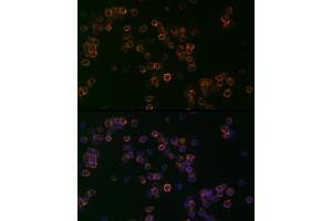 Immunofluorescence analysis of Jurkat cells using CD99 Rabbit pAb (ABIN3022730, ABIN3022731, ABIN3022732, ABIN1512728 and ABIN6219199) at dilution of 1:25 (40x lens). (CD99 Antikörper  (AA 23-185))