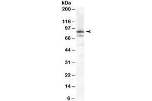 Western blot testing of HeLa cell lysate with Ku80 antibody at 0. (XRCC5 Antikörper)