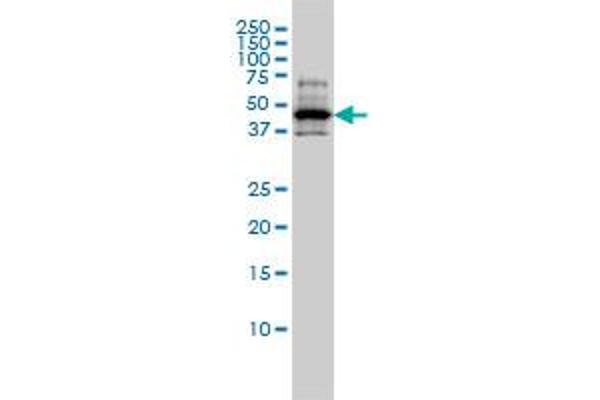 RCC1 Antikörper  (AA 312-421)