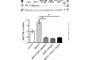 Western Blotting (WB) image for anti-Solute Carrier Family 12 (Sodium/Chloride Transporters), Member 3 (SLC12A3) (AA 74-95) antibody (ABIN863201)