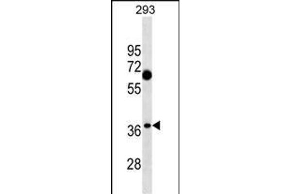 CTRP7 Antikörper  (N-Term)