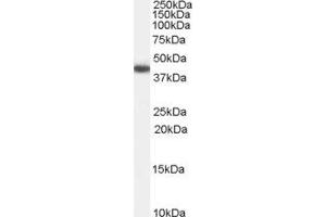 ABIN2562753 (0. (GALR2 Antikörper  (Internal Region))