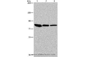 Western blot analysis of Mouse skin tissue, HUVEC and Hela cell, using JUP Polyclonal Antibody at dilution of 1:850 (JUP Antikörper)