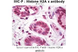 Image no. 1 for anti-H2A Histone Family, Member X (H2AFX) antibody (ABIN1514980) (H2AFX Antikörper)