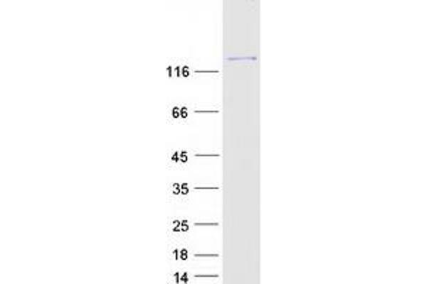 Phospholipase C gamma 1 Protein (Transcript Variant 1) (Myc-DYKDDDDK Tag)