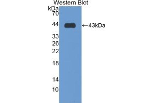 SIGLEC7 ELISA Kit