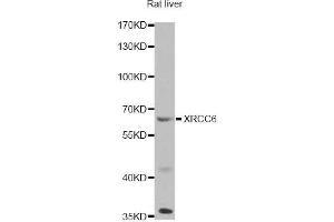 Western blot analysis of extracts of rat liver, using XRCC6 antibody (ABIN5971106) at 1/1000 dilution. (XRCC6 Antikörper)