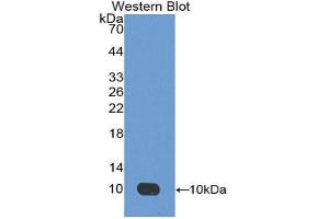 Western Blotting (WB) image for anti-Apelin (APLN) (AA 24-77) antibody (ABIN1175941) (Apelin Antikörper  (AA 24-77))