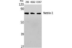 Western Blot analysis of various cells using Netrin-1 Polyclonal Antibody diluted at 1:1000. (Netrin 1 Antikörper  (C-Term))