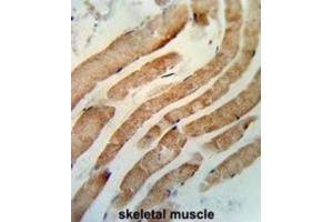 Immunohistochemistry (IHC) image for anti-RAB7A, Member RAS Oncogene Family (RAB7A) antibody (ABIN3003858) (RAB7A Antikörper)