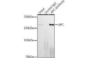 Immunoprecipitation analysis of 600 μg extracts of Mouse lung using 3 μg APC antibody (ABIN7265452). (APC Antikörper)