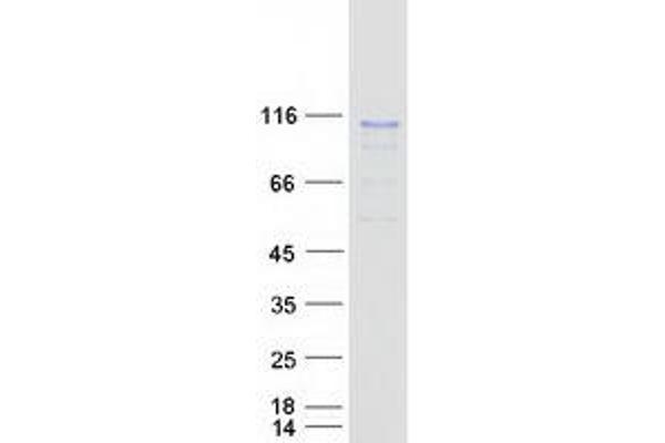 RSC1A1 Protein (Myc-DYKDDDDK Tag)