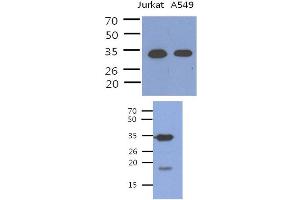 Fig. (PDCL3 Antikörper)