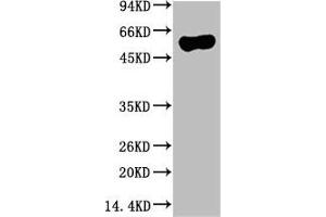 Western blot analysis of Hela Cell Lysate using ATG5 Mouse mAb diluted at 1:10000 (ATG5 Antikörper)