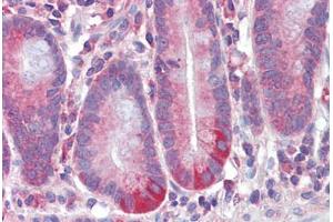 Human Small Intestine (formalin-fixed, paraffin-embedded) stained with RETNLB antibody ABIN462295 followed by biotinylated anti-goat IgG secondary antibody ABIN481715, alkaline phosphatase-streptavidin and chromogen. (RETNLB Antikörper  (AA 28-41))