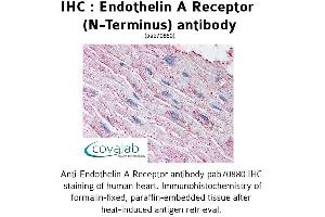 Image no. 1 for anti-Endothelin Receptor Type A (EDNRA) (Extracellular Domain), (N-Term) antibody (ABIN1734025) (Endothelin-1 Receptor Antikörper  (Extracellular Domain, N-Term))