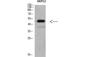 Western Blot analysis of HEPG2 cells using TRAF1 Polyclonal Antibody diluted at 1:500. (TRAF1 Antikörper  (AA 191-240))