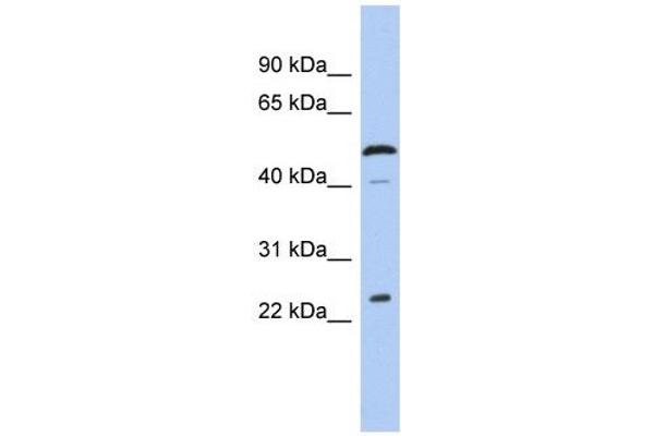 Chromosome 1 Open Reading Frame 190 (C1orf190) (Middle Region) Antikörper