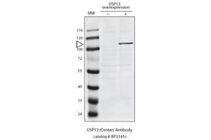 Detection of USP13 in HeLa cells expressing exogenous USP13 by anti-USP13 Pab. (USP13 Antikörper  (N-Term))