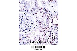 NONO Antibody immunohistochemistry analysis in formalin fixed and paraffin embedded human kidney tissue followed by peroxidase conjugation of the secondary antibody and DAB staining. (NONO Antikörper  (N-Term))