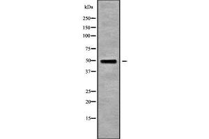 Western blot analysis of RASSF8 using RAW264. (RASSF8 Antikörper  (C-Term))