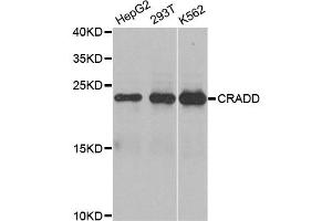 Western blot analysis of extracts of various cell lines, using CRADD antibody. (CRADD Antikörper)