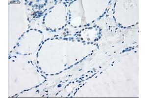 Immunohistochemistry (IHC) image for anti-Leukotriene A4 Hydrolase (LTA4H) antibody (ABIN1499214) (LTA4H Antikörper)