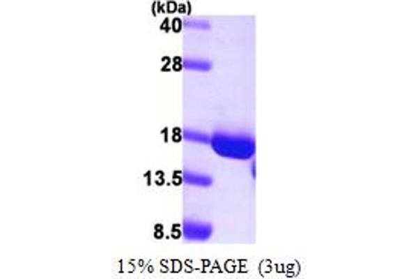 GCSH Protein (AA 49-173) (His tag)